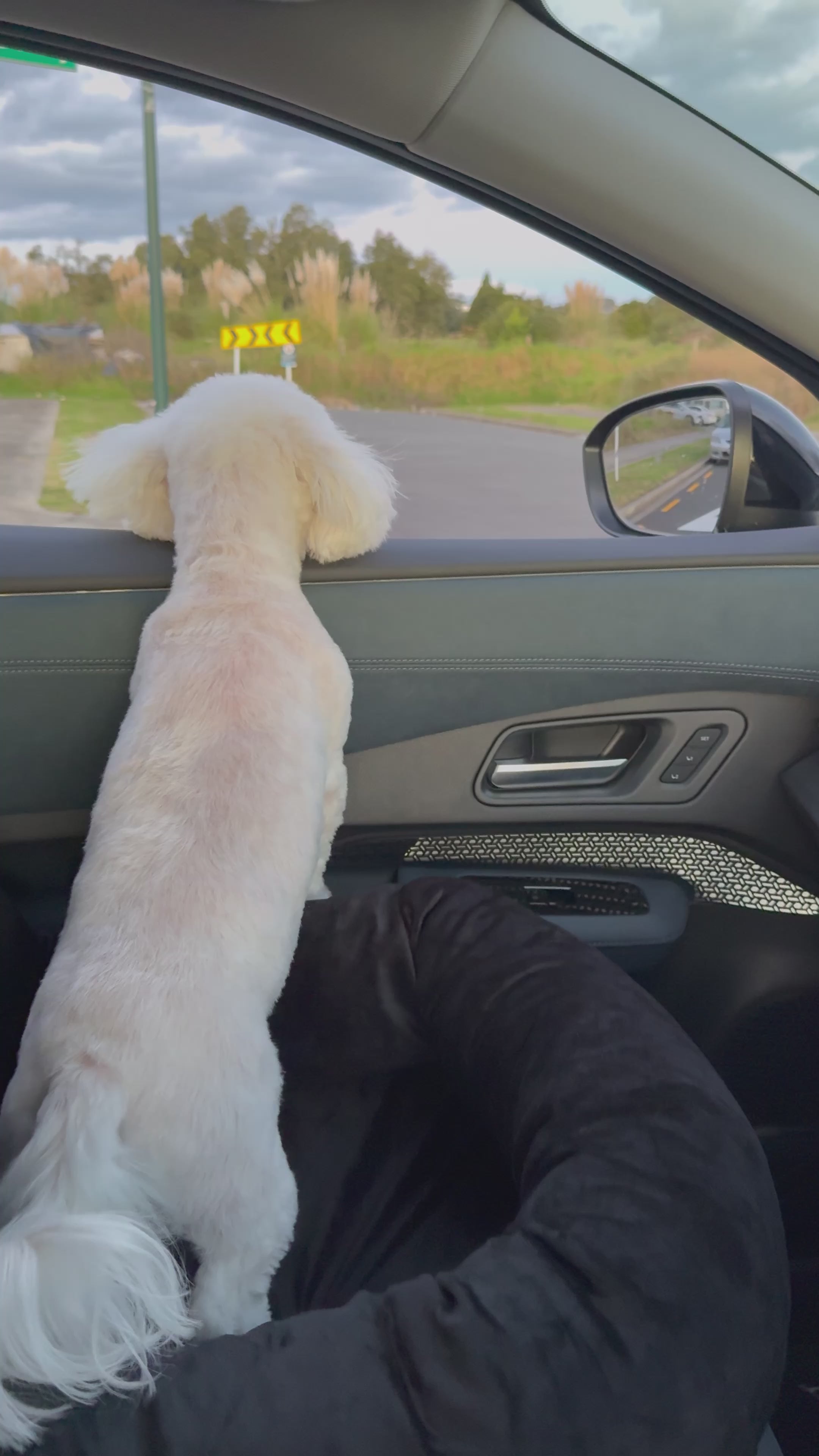 Dog Car Seat – Safe & Stress-Free Travel for Your Dog